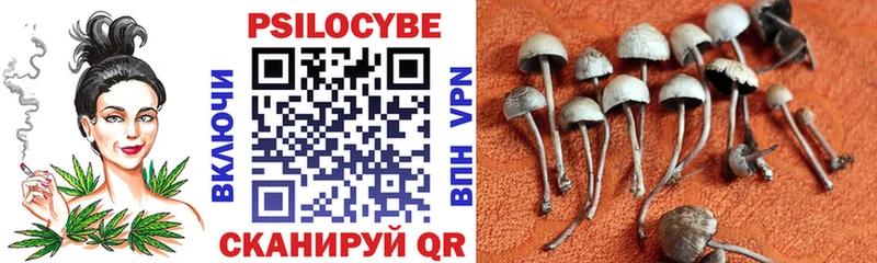 Галлюциногенные грибы Cubensis  Сокол 
